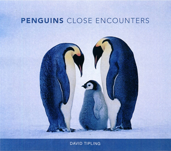 Penguins: Close Encounters