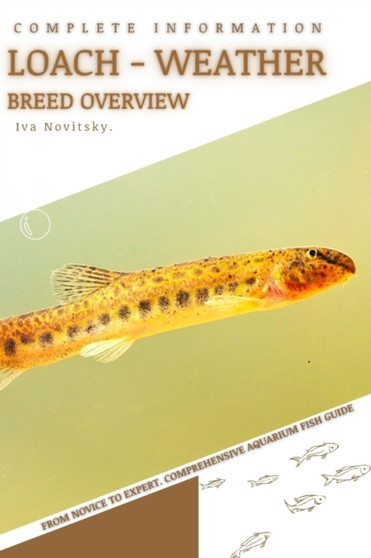 Loach - Weather : From Novice to Expert. Comprehensive Aquarium Fish Guide