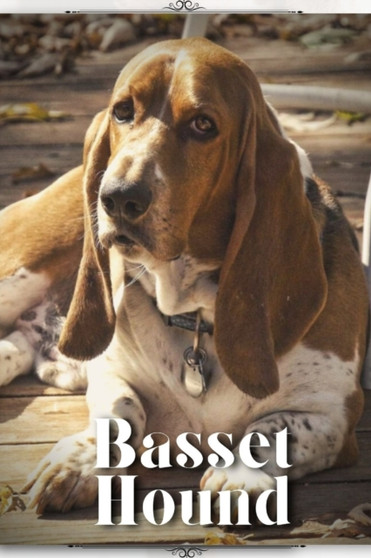 Basset Hound : Dog breed overview and guide