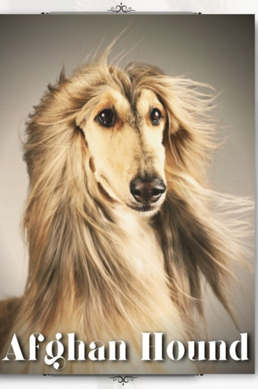 Afghan Hound : Dog breed overview and guide