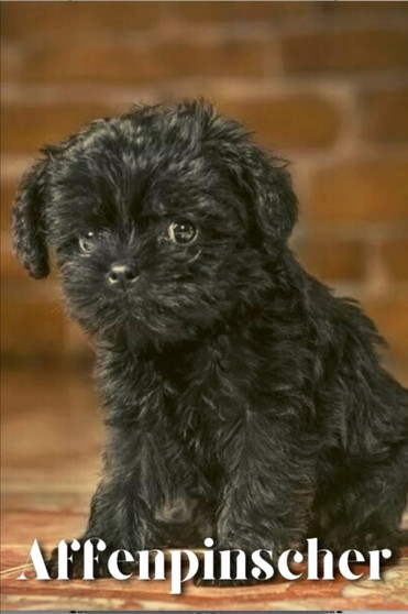 Affenpinscher : Dog breed overview and guide