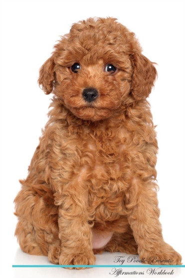 Toy Poodle Affirmations Workbook Toy Poodle Presents : Positive and Loving Affirmations Workbook. Includes: Mentoring Questions, Guidance, Supporting You.