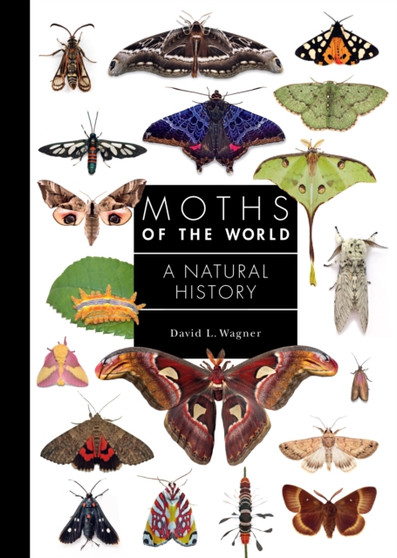 Moths of the World : A Natural History by David Wagner - Hardback