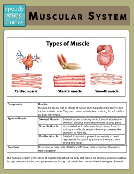 Muscular System (Speedy Study Guide) by Speedy Publishing LLC - Paperback