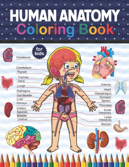 Human Anatomy Coloring Book For Kids : Human Body Anatomy Coloring Book For Medical, High School Students. An Entertaining And Instructive Guide To The Human Body - Bones, Muscles, Blood, Nerves. Huma by Sambaumniel Publication - Paperback