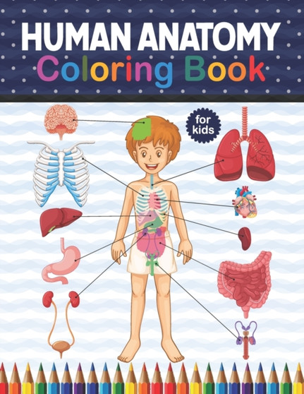 Human Anatomy Coloring Book For Kids : Human Body Anatomy Coloring Book For Medical, High School Students. An Entertaining And Instructive Guide To The Human Body - Bones, Muscles, Blood, Nerves And H by Sambaumniel Publication - Paperback