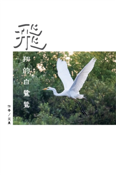 飛翔的白鷺鷥（繁體中文版） : The Flying Egret (Traditional Chinese Edition) by Sharon Jao - Paperback
