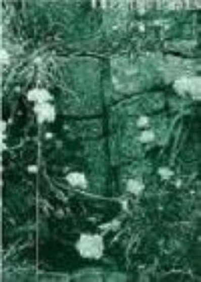 Selected Poems by Clive Wilmer - Paperback