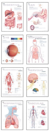 Human Anatomy Chart Pack by Scientific Publishing - Paperback