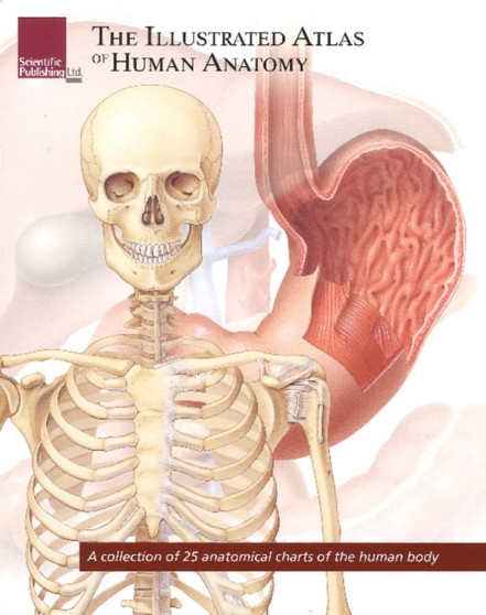 Illustrated Atlas of Human Anatomy : A Collection of 25 Anatomical Charts of the Human Body by Scientific Publishing - Paperback