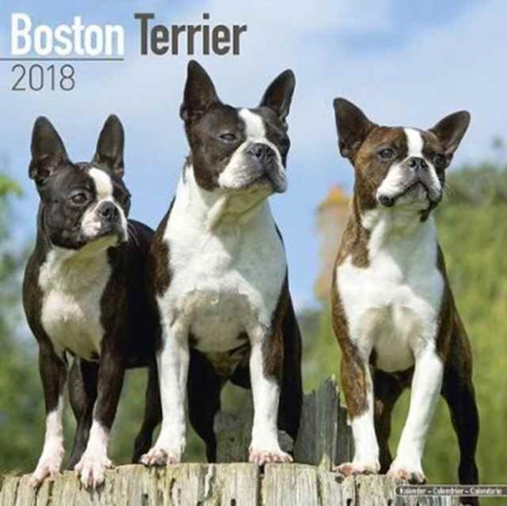 Boston Terrier Calendar 2018 by Avonside Publishing Ltd - Paperback
