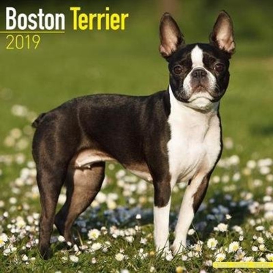 Boston Terrier Calendar 2019 by Avonside Publishing Ltd - Paperback