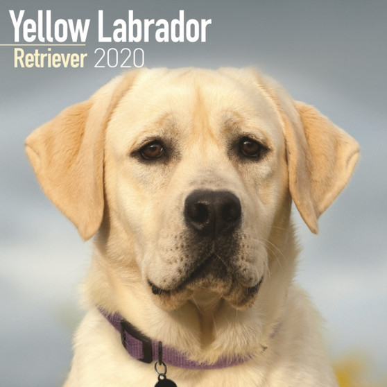 Yellow Labrador Retriever Calendar 2020 by Avonside Publishing Ltd - Paperback