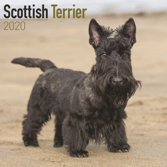 Scottish Terrier Calendar 2020 by Avonside Publishing Ltd - Paperback