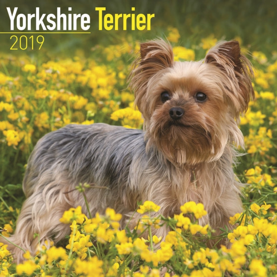 Yorkshire Terrier Calendar 2019 by Avonside Publishing Ltd - Paperback