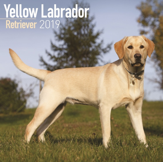 Yellow Labrador Retriever Calendar 2019 by Avonside Publishing Ltd - Paperback