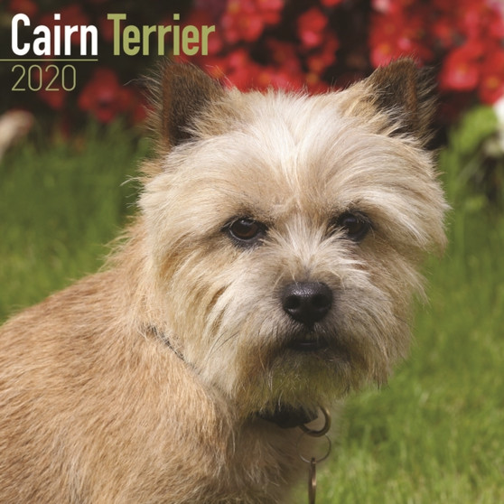 Cairn Terrier Calendar 2020 by Avonside Publishing Ltd - Paperback