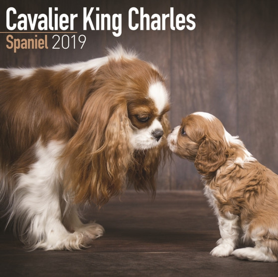 Cavalier King Charles Spaniel Calendar 2019 by Avonside Publishing Ltd - Paperback