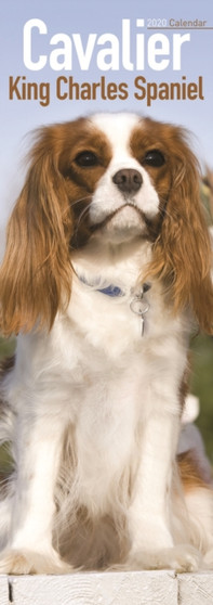 Cavalier King Charles Spaniel Slim Calendar 2020 by Avonside Publishing Ltd - Paperback