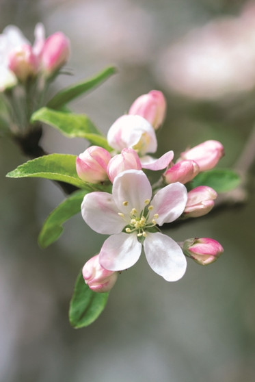 Memo Block - Apple Blossom : A Telephone Companion Block by Peony Press - Hardback