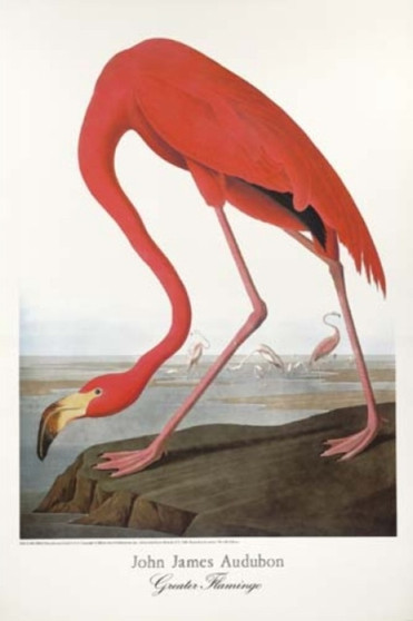 Audubon/Greater Flamingo Poster by Dover - Paperback