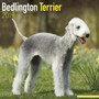 Bedlington Terrier Calendar 2019 by Avonside Publishing Ltd - Paperback