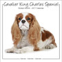 Cavalier King Charles Studio Calendar 2017 by Avonside Publishing Ltd - Paperback