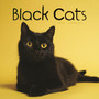Black Cats Square Wall Calendar 2025