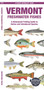 Vermont Freshwater Fishes : A Waterproof Folding Guide to Native and Introduced Species