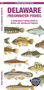 Delaware Freshwater Fishes : A Waterproof Folding Guide to Native and Introduced Species