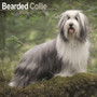Bearded Collie Calendar 2025 Square Dog Breed Wall Calendar - 16 Month