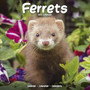 Ferrets Calendar 2025 Square Animal Wall Calendar - 16 Month