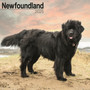 Newfoundland Calendar 2025 Square Dog Breed Wall Calendar - 16 Month