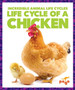 Life Cycle of a Chicken