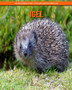 Igel : Ein Bilderbuch mit lustigen Fakten uber Igel