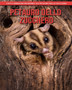 Petauro Dello Zucchero : Fatti e immagini incredibili sui Petauro Dello Zucchero