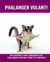 Phalanger Volant! Un Superbe Livre Consacre aux Phalanger Volant pour les Enfants