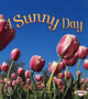 A Sunny Day : No. 4