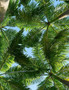 Palm Trees