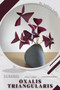Oxalis triangularis : Plant Guide