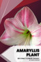 Amaryllis Plant : Become flower expert