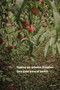 Cultivo de arboles frutales : Una guia para el jardin