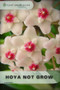 Hoya Not Grow : Plants guide