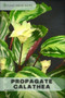 Propagate Calathea : Plants guide