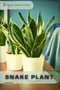 Snake Plant : Plants guide