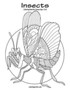 Insects Coloring Book for Grown-Ups 1 & 2 by Nick Snels - Paperback
