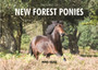 The Spirit of New Forest Ponies