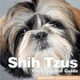 Shih Tzus : The Essential Guide
