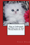 How to Understand and Take Care of Your Persian Kitten & Cat