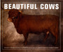 Beautiful Cows